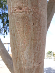 Tracheophyta