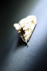 Trichophysetis cretacea