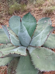 Agave guadalajarana