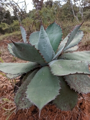 Agave guadalajarana