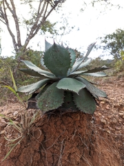 Agave guadalajarana