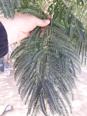 Tracheophyta