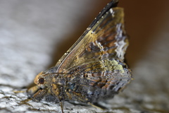 Lacera procellosa