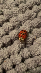 Harmonia axyridis
