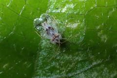 Stephanitis subfasciata