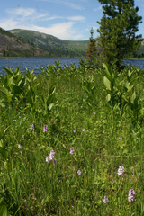 Dactylorhiza fuchsii psychrophila