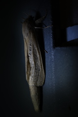 Phragmataecia castaneae