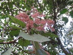 Heliocarpus