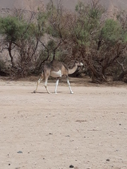 Camelus dromedarius
