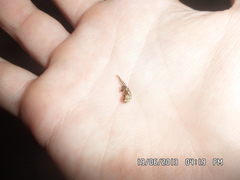 Chrysomela vigintipunctata