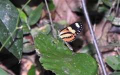 Mechanitis lysimnia
