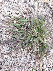 Poaceae
