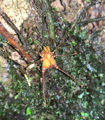 Ventrivomer ancyrophorus