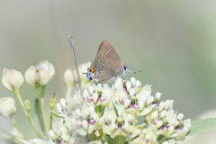 Satyrium favonius