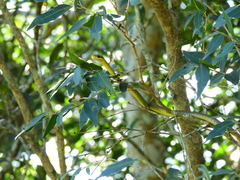 Chironius gouveai