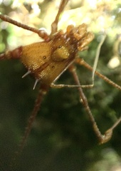 Ventrivomer ancyrophorus
