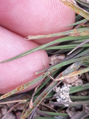 Poaceae