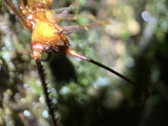 Ventrivomer ancyrophorus