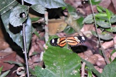 Mechanitis lysimnia