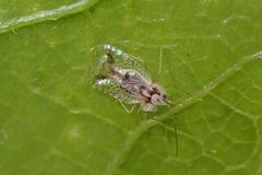 Stephanitis subfasciata