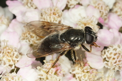 Cheilosia caerulescens