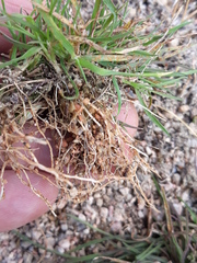 Poaceae