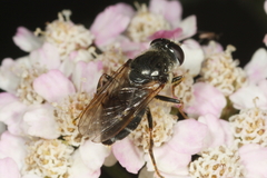 Cheilosia caerulescens