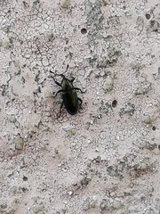 Aulacobaris
