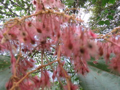 Heliocarpus