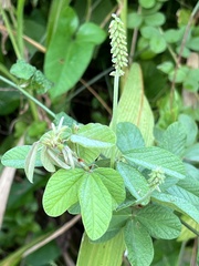 Eriosema parviflorum