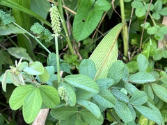 Eriosema parviflorum