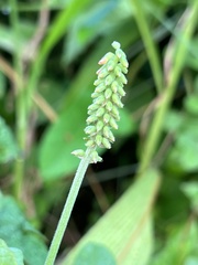Eriosema parviflorum