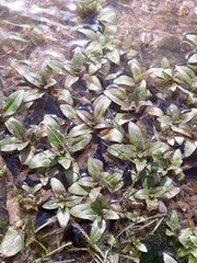 Magnoliopsida
