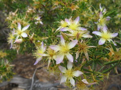 Calytrix depressa