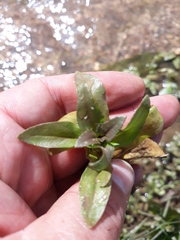 Magnoliopsida