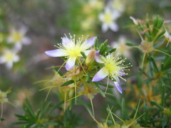 Calytrix depressa