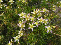Calytrix depressa