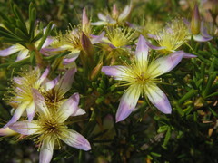Calytrix depressa