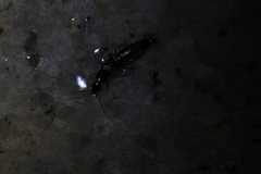 Philonthus aeneipennis