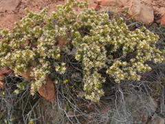 Calytrix depressa