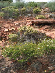 Calytrix depressa