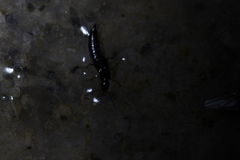 Philonthus aeneipennis