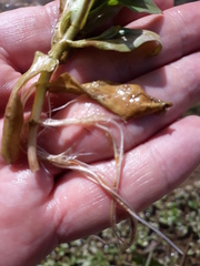 Magnoliopsida