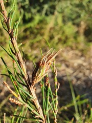 Cylindrococcus spiniferus