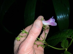 Monopyle