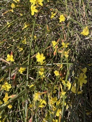 Jasminum nudiflorum