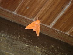 Adeloneivaia