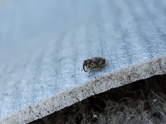 Ceutorhynchus pallidactylus