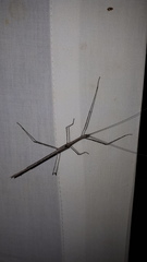 Sipyloidea whitei