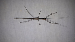 Sipyloidea whitei